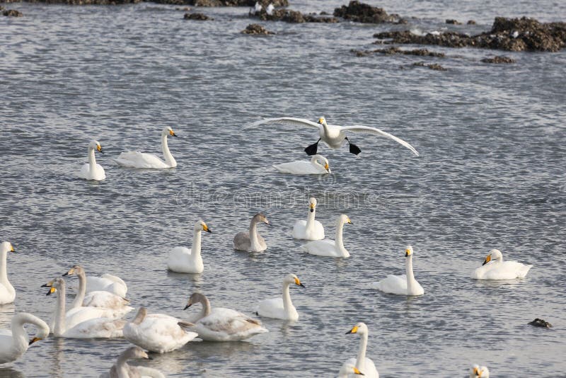 Rongcheng swan lake is located in the eastern shandong peninsula, is located in north latitude 36 ° 43 'to 37 ° 27', longitude 122 ° 09 '- 122 ° 42', here beautiful scenery, no cold winter, summer without heat, the annual average temperature 12 ℃, an average annual rainfall of about 800 mm, annual average sunshine 2600 hours, belongs to warm temperate monsoon humid climate zone, air quality days 100% (the optimal the number of days over 300 days), offshore water quality meet the national standards for more than 2 class, is one of the best areas in China's air quality and water quality. Unique coastal landforms and natural environment, here are the basic conditions of the whooper swans life necessary: suitable climate, plenty of food, clean water and beautiful environment. So is the world famous swans wintering habitat, is Asia's largest swan winter habitat [1]. Here is a natural lagoon, average water depth is 2 meters, but most 3 meters, the average temperature is 0.9 ℃ in January, rarely frozen lake, the lake home to a lot of fish, shrimp and reproduction of plankton, is an ideal living place whooper swans in winter. Since November each year, the north of the swans, geese and ducks flying here after winter, most time is in January next year, as many as tens of thousands, flocking, white across the lake. White swan and spotless, holy, or down or stand, or swim or walk, or flying or running, more good play, play combat, and try to overtake each other in each other's beak pecking, JiaoGeng moussa, flutter song, spectacular. Coming in second, swan began to spread in March, 332 in a small group of activities. If the ice on the lake, the sky fly snow dances, information network of the swan and the vast snow will form a romantic picture scroll, is invigorating, feast for the eyes. Rongcheng swan lake is located in the eastern shandong peninsula, is located in north latitude 36 ° 43 'to 37 ° 27', longitude 122 ° 09 '- 122 ° 42', here beautiful scenery, no cold winter, summer without heat, the annual average temperature 12 ℃, an average annual rainfall of about 800 mm, annual average sunshine 2600 hours, belongs to warm temperate monsoon humid climate zone, air quality days 100% (the optimal the number of days over 300 days), offshore water quality meet the national standards for more than 2 class, is one of the best areas in China's air quality and water quality. Unique coastal landforms and natural environment, here are the basic conditions of the whooper swans life necessary: suitable climate, plenty of food, clean water and beautiful environment. So is the world famous swans wintering habitat, is Asia's largest swan winter habitat [1]. Here is a natural lagoon, average water depth is 2 meters, but most 3 meters, the average temperature is 0.9 ℃ in January, rarely frozen lake, the lake home to a lot of fish, shrimp and reproduction of plankton, is an ideal living place whooper swans in winter. Since November each year, the north of the swans, geese and ducks flying here after winter, most time is in January next year, as many as tens of thousands, flocking, white across the lake. White swan and spotless, holy, or down or stand, or swim or walk, or flying or running, more good play, play combat, and try to overtake each other in each other's beak pecking, JiaoGeng moussa, flutter song, spectacular. Coming in second, swan began to spread in March, 332 in a small group of activities. If the ice on the lake, the sky fly snow dances, information network of the swan and the vast snow will form a romantic picture scroll, is invigorating, feast for the eyes.