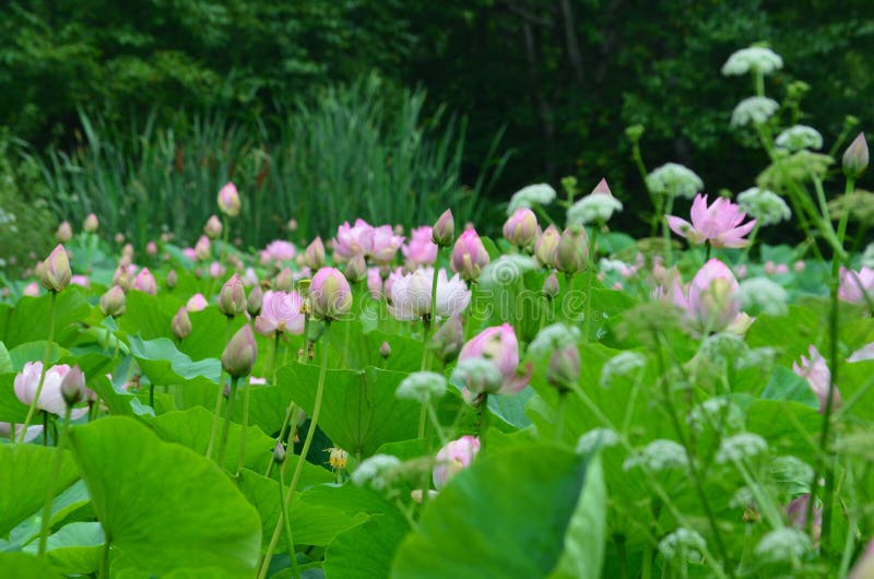 Lac lotus dans les bois photographie stock libre de droits Lac lotus dans les bois photographie stock libre de droits