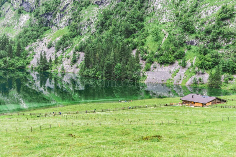 Lac Obersee, nau AM Konigssee, Bavière, Allemagne de Sch Grand paysage alpin avec des vaches en parc national Berchtesgaden