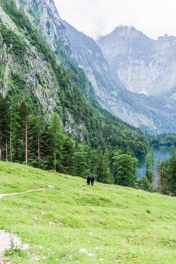 Lac Obersee, nau AM Konigssee, Bavière, Allemagne de Sch Grand paysage alpin avec des vaches en parc national Berchtesgaden