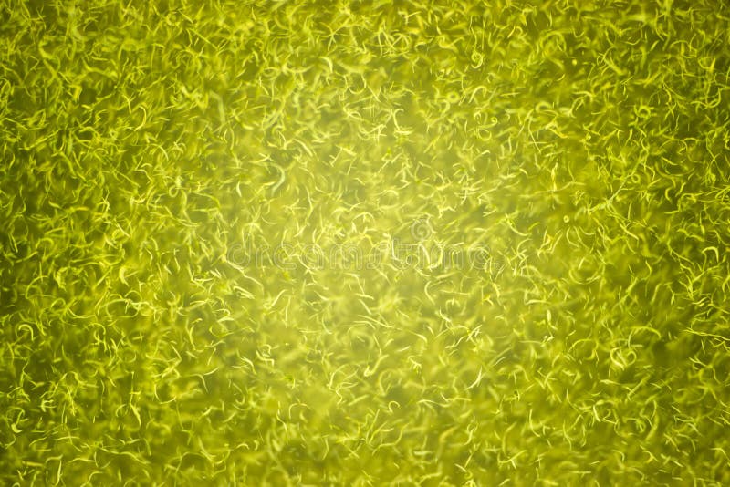 Lac Orégon klamath d'eau peu profonde d'Algea de vert bleu de Cyanobacteria photo stock Lac Orégon klamath d'eau peu profonde d'Algea de vert bleu de Cyanobacteria photo stock