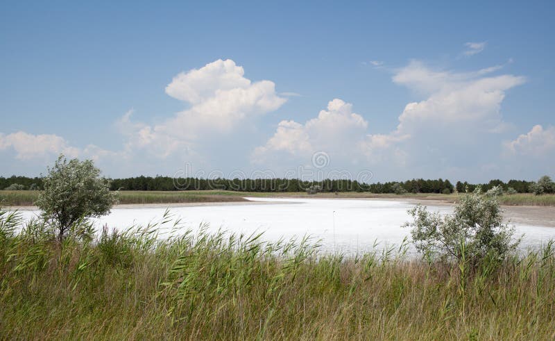 Soil salinity in the hot summer. Kinburn Spit, Ukraine. Soil salinity in the hot summer. Kinburn Spit, Ukraine