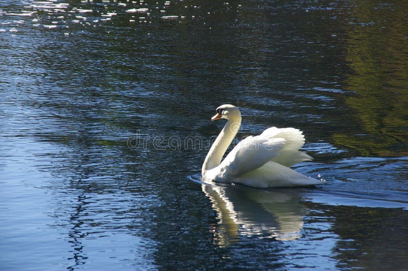 Lac swan image stock Lac swan image stock