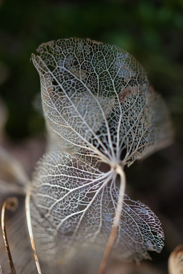 Lace leaves texture macro background