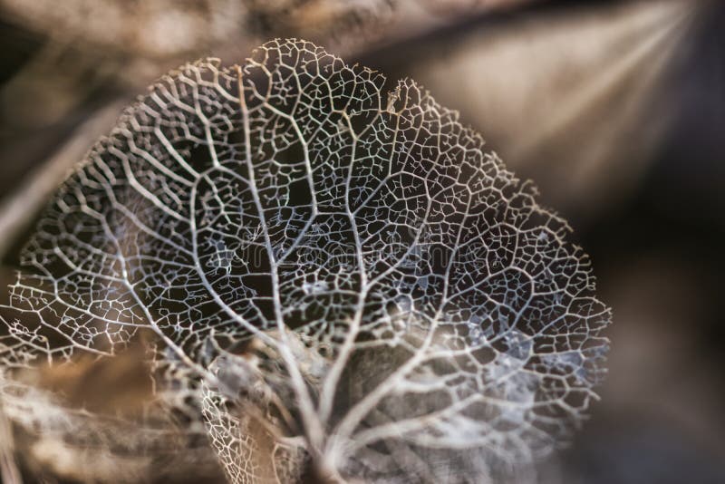 Lace leaves texture macro background