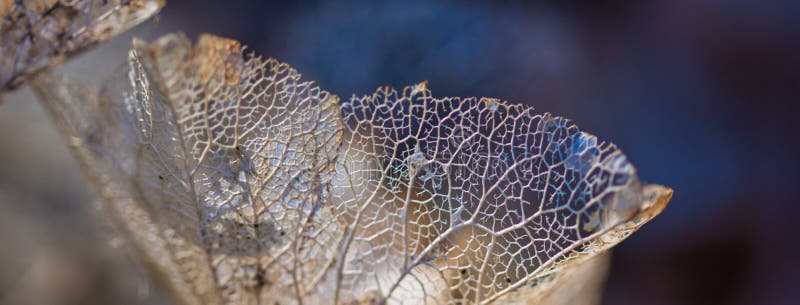 Lace leaves texture macro web banner background