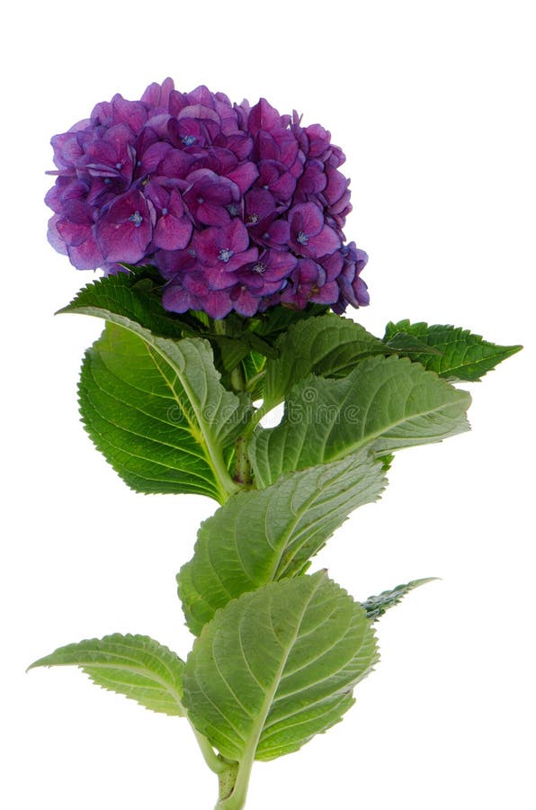 Lacecap Hydrangea (macrophylla normalis) stock photos