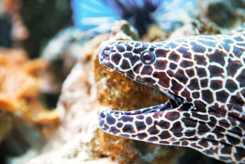 Laced moray fish at coral reef royalty free stock photography Laced moray fish at coral reef royalty free stock photography