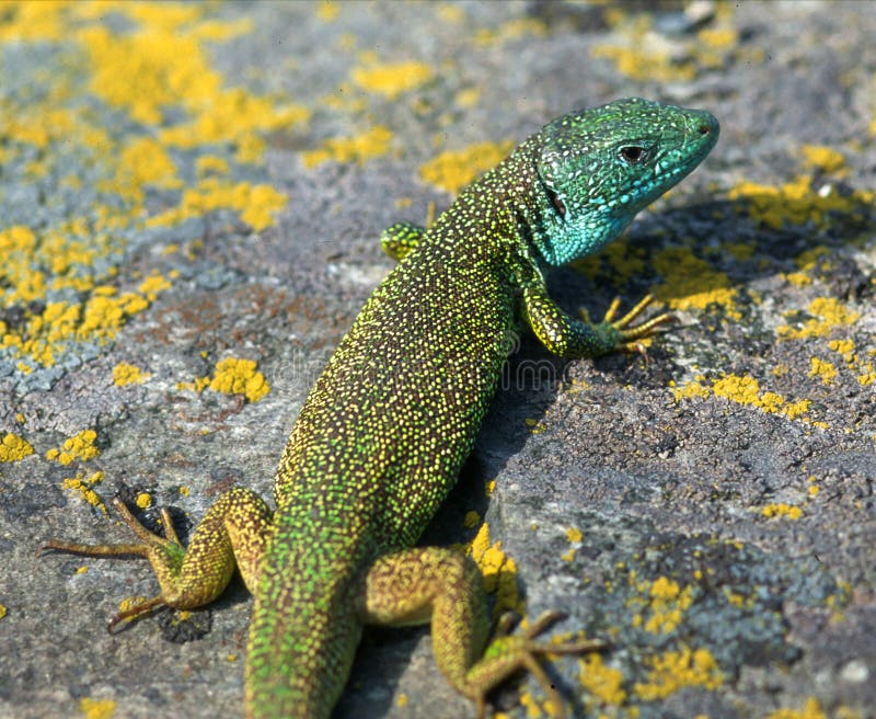 Lacerta Viridis European Green Lizard Stock Photo Image Of Green