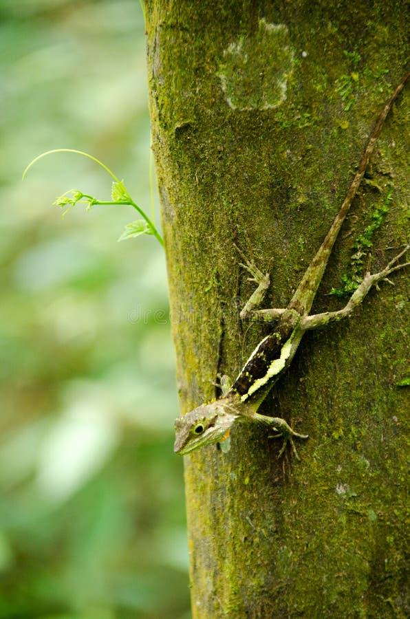 Lacertilia in the nature stock image. Image of reptile 93864183