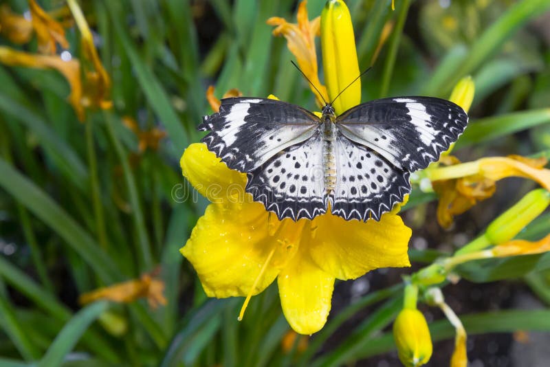 Beautiful patterns of stripes, spots, and zig-zag make up the designs on this female leopard lacewing butterfly with pale orange abdomen that is resting on a bright yellow flower amongst the green leaves. Beautiful patterns of stripes, spots, and zig-zag make up the designs on this female leopard lacewing butterfly with pale orange abdomen that is resting on a bright yellow flower amongst the green leaves.