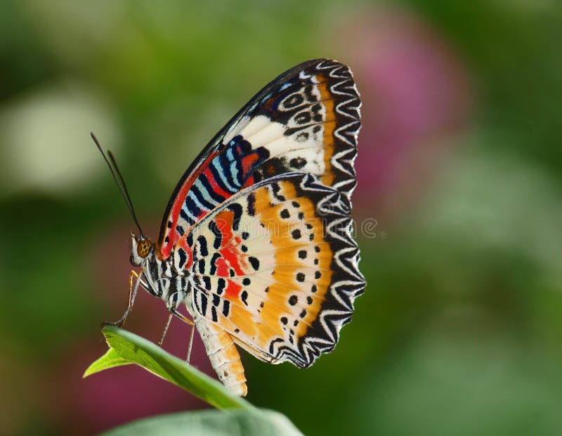 Red Lacewing perched on a leaf. Red Lacewing perched on a leaf