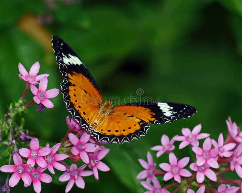 Red Lacewing perched on some flowers. Red Lacewing perched on some flowers