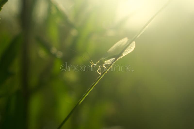Lacewing verde na folha da grama imagem de stock Lacewing verde na folha da grama imagem de stock