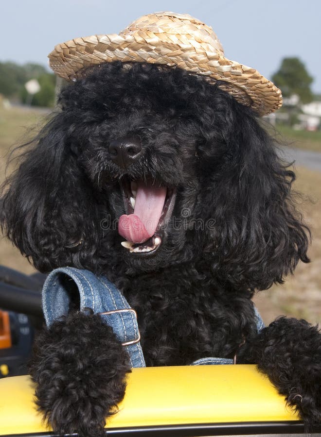 Gähnender Hund stockfoto. Bild von mischung, pastor, hund 30522702