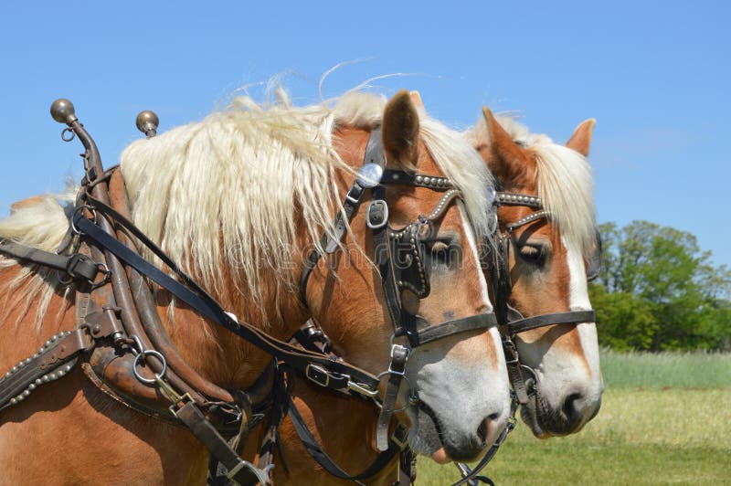 Lachendes Pferd stockfotos Lachendes Pferd stockfotos