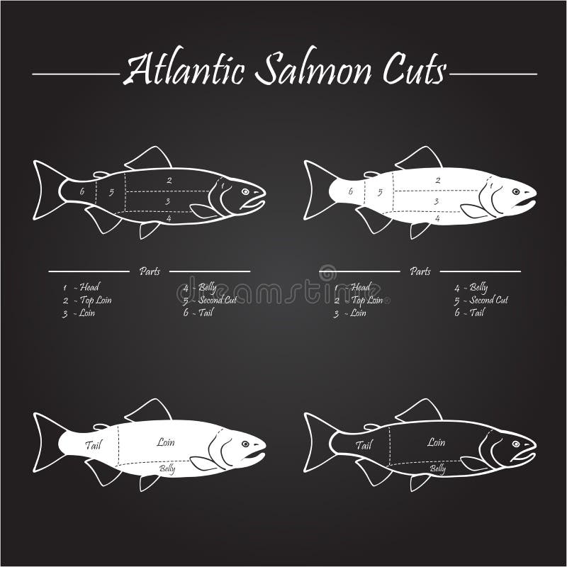 Norwegian Atlantic salmon cutting diagram illustration,on chalkboard. Norwegian Atlantic salmon cutting diagram illustration,on chalkboard