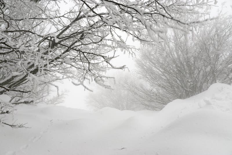 Laconic winter landscape, snow drifts and branches