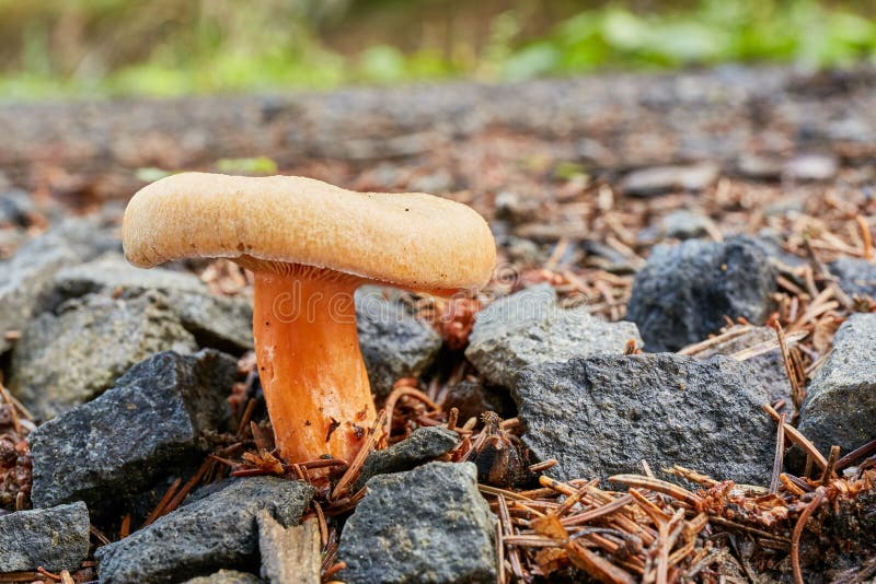 Lactarius deliciosus in the natural environment.