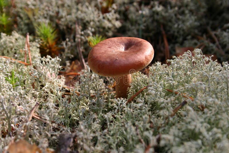 Lactarius torminosus