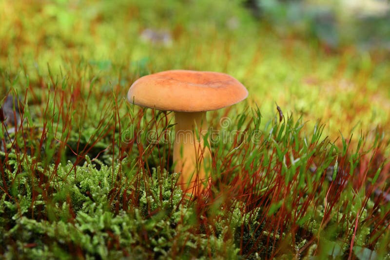 Lactarius volemus