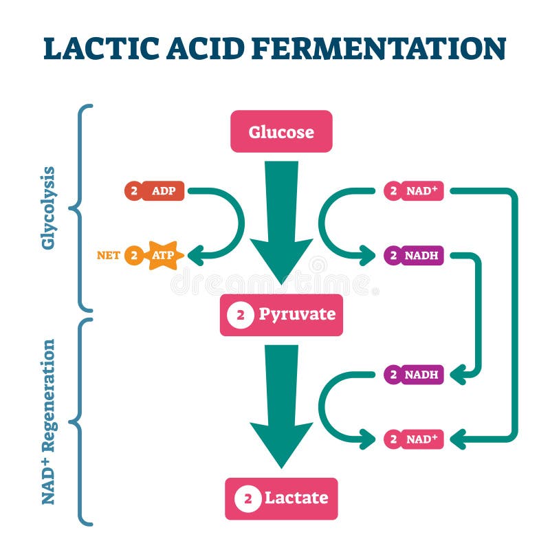 fermentation-process-background-concept-stock-illustration