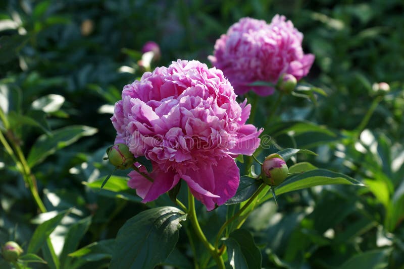 Lactiflora Monsieur Jules Elie del Paeonia  Flor de la peonía del rosa del doble de  Peonía china del lactiflora del Paeonia o fotos de archivo Lactiflora Monsieur Jules Elie del Paeonia  Flor de la peonía del rosa del doble de  Peonía china del lactiflora del Paeonia o fotos de archivo