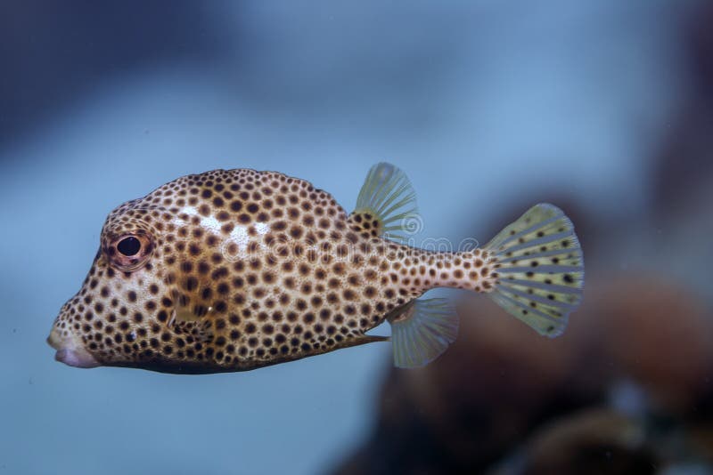 Lactophrys triqueter,smooth trunkfish