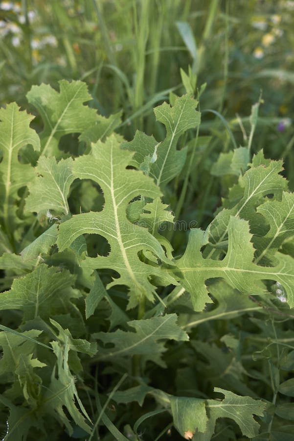 Lactuca serriola plant royalty free stock photography Lactuca serriola plant royalty free stock photography