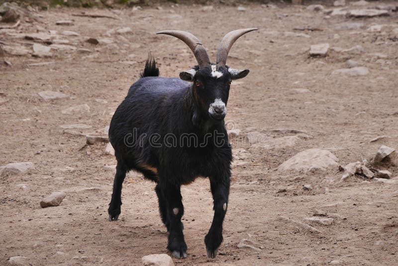 A black British Alpine goat is shown charging across an open space. A black British Alpine goat is shown charging across an open space.