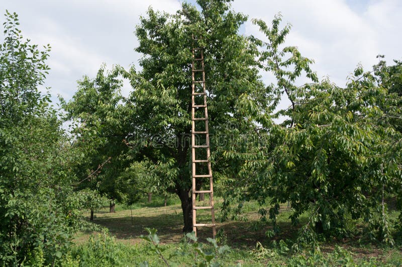 Ladder on cherry tree