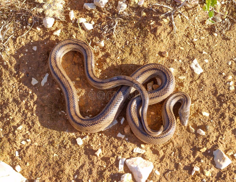 Ladder snakes hi-res stock photography and images - Alamy