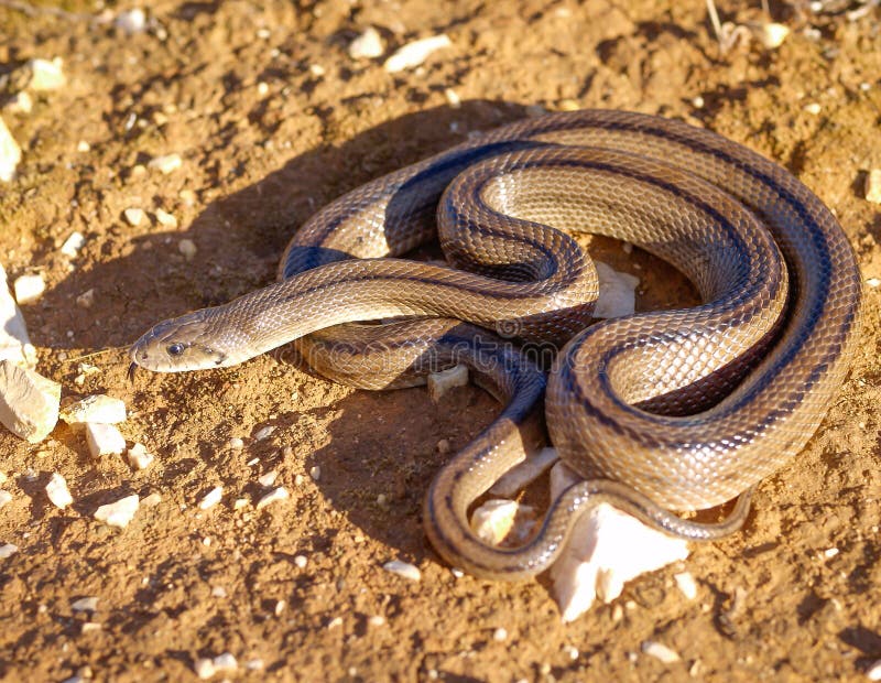 Ladder snakes hi-res stock photography and images - Alamy