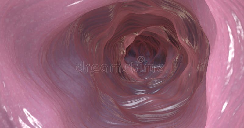 Lado interno de los dos puntos o de la zona intestinal ilustración del vector Lado interno de los dos puntos o de la zona intestinal ilustración del vector