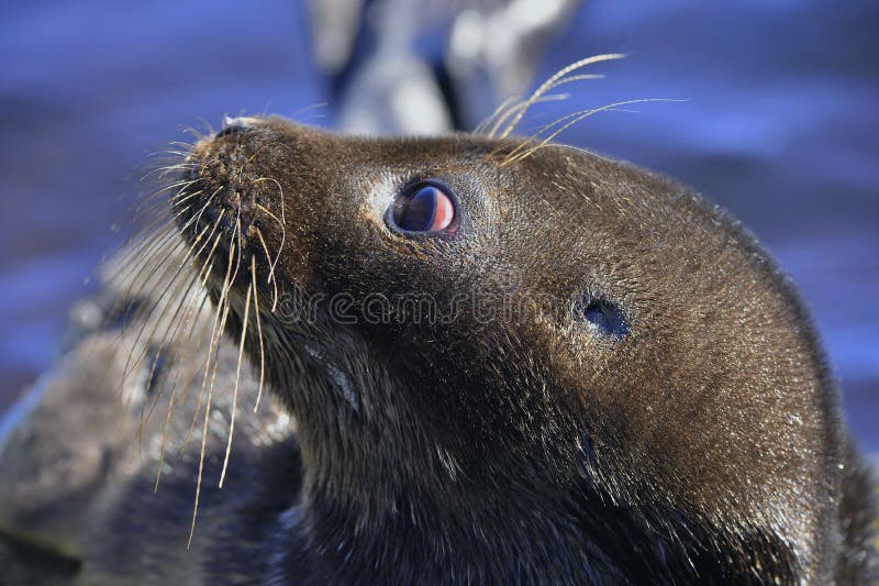 The Ladoga ringed seal. Closeup portrait, side view. stock photography The Ladoga ringed seal. Closeup portrait, side view. stock photography