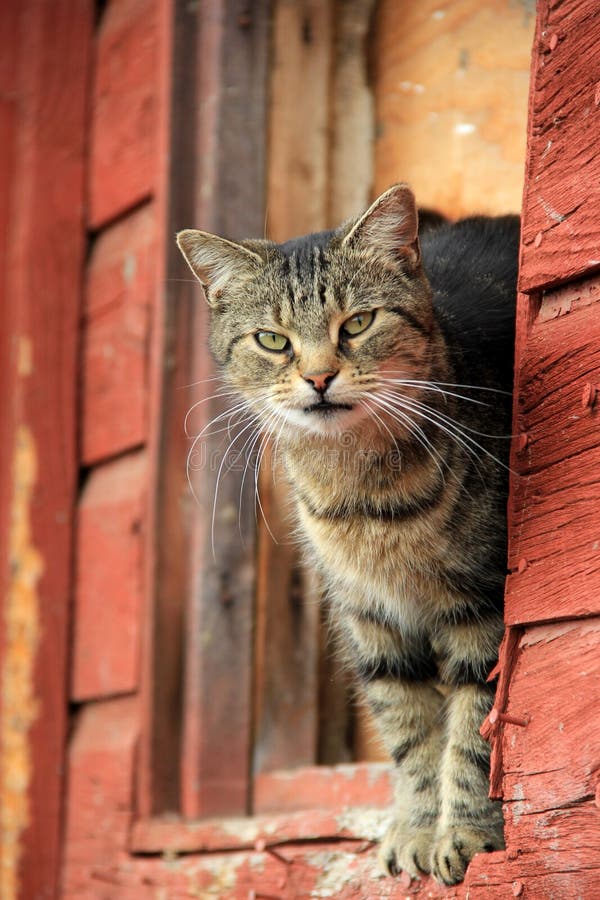 Ladugårdkatt royaltyfria foton Ladugårdkatt royaltyfria foton