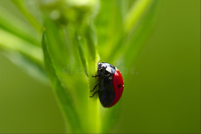 Lady-beetle