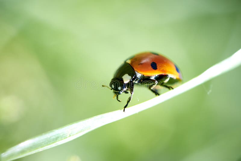 9,010 Lady Bird Stock Photos Free & RoyaltyFree Stock Photos from