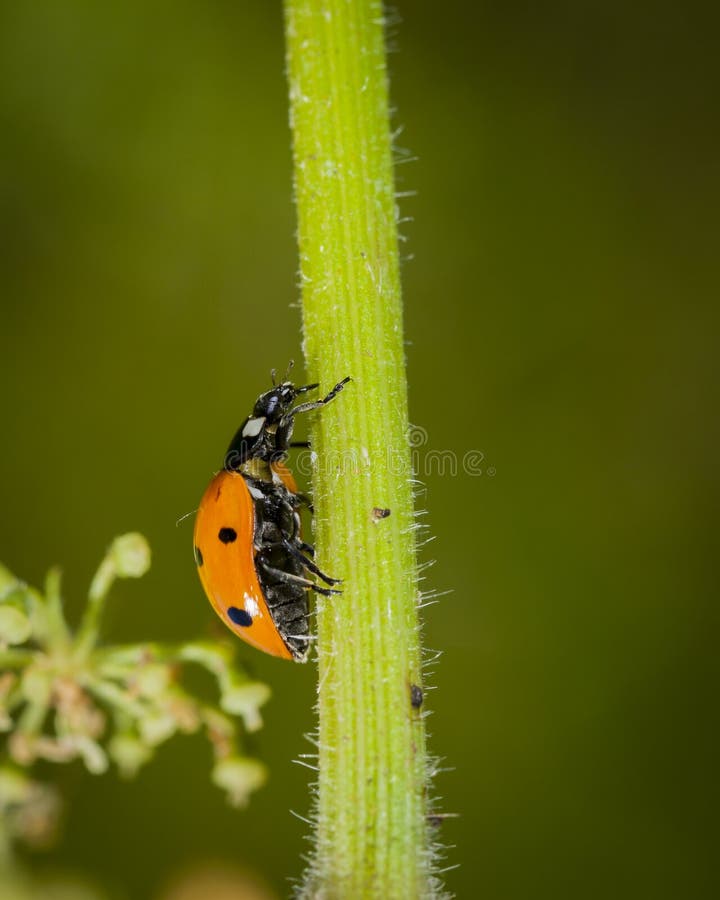 Bird crawling at dinner stock image. Image of ples, buryatia 140193311