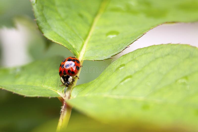 Red lady bug on green leaf