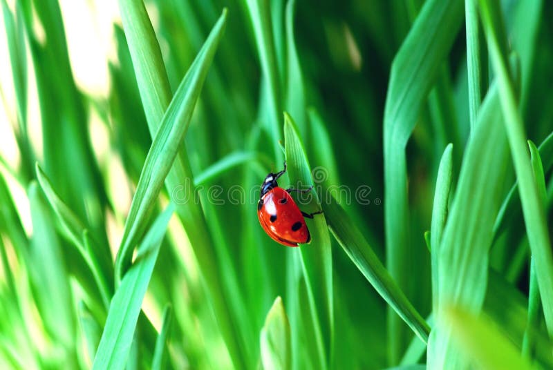 Lady bug