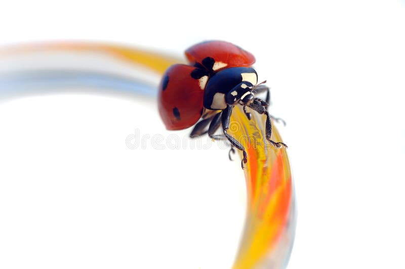 Beautiful Lady Bug On white