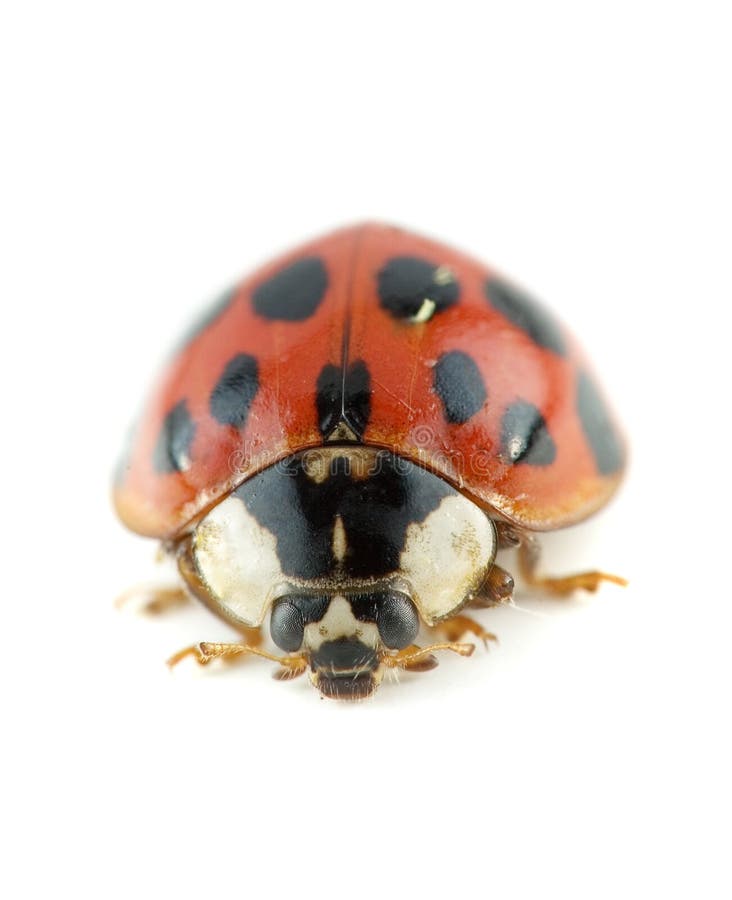 Lady bug beetle