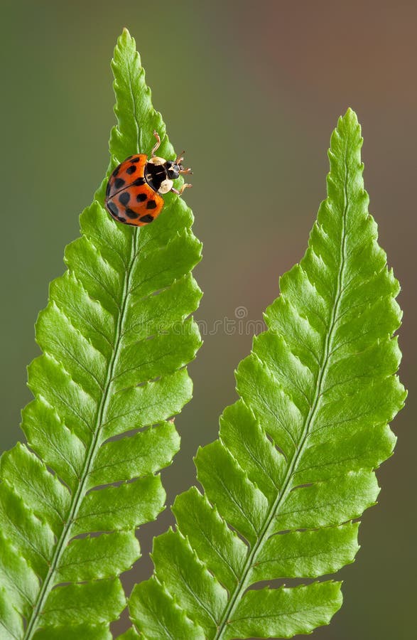 Lady bug on fern