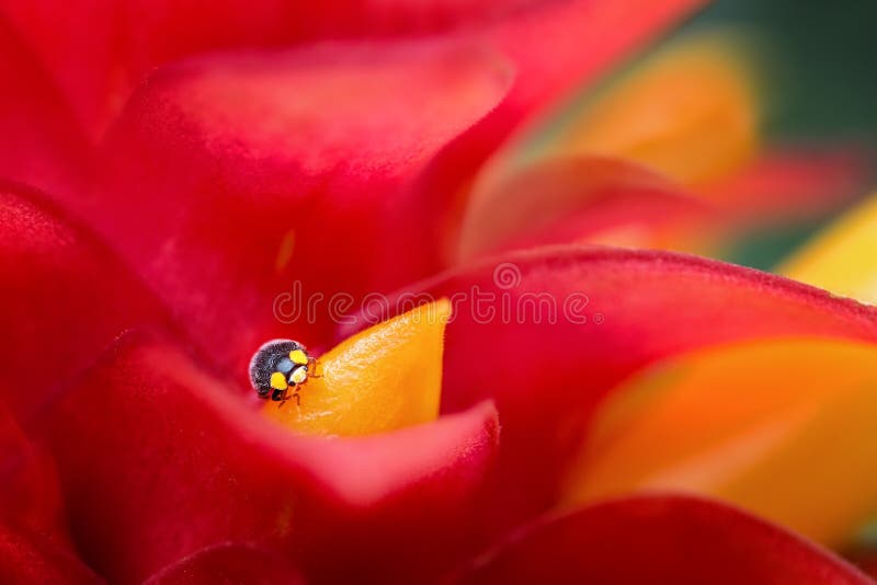 Lady Bug On Flower Petal