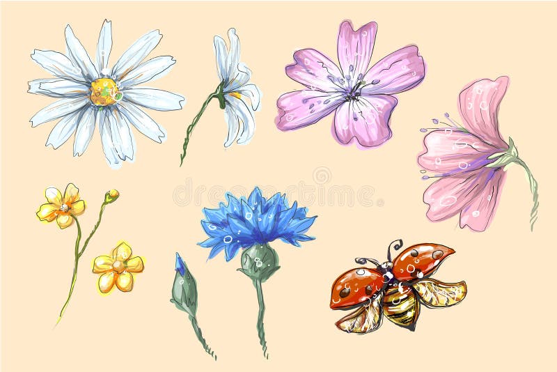 Lady bug flying with flowers set vector collection of cornflower chamomile buttercup with buds for compositions and royalty free illustration Lady bug flying with flowers set vector collection of cornflower chamomile buttercup with buds for compositions and royalty free illustration