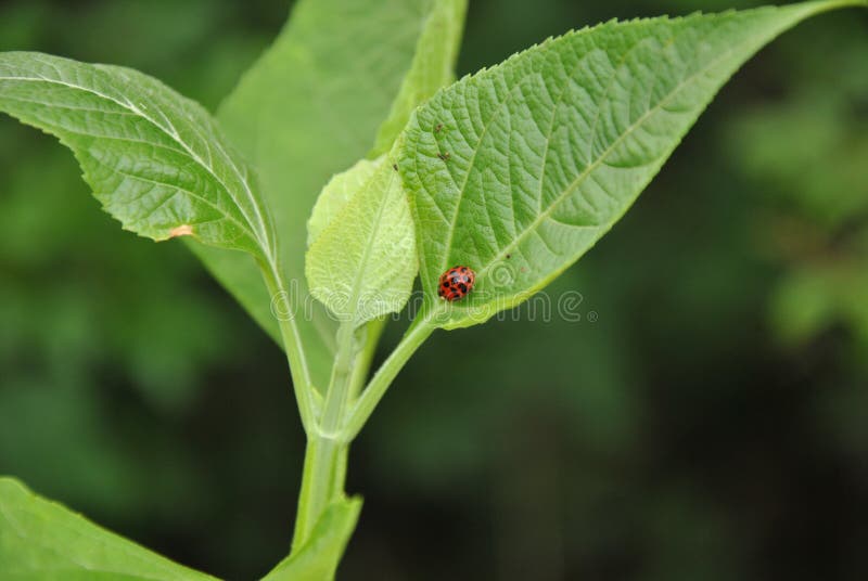 Lady Bug on Green Leaf