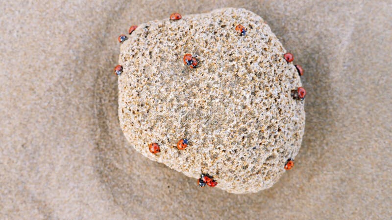 Lady bugs insects, ladybirds on a rock at the beach.