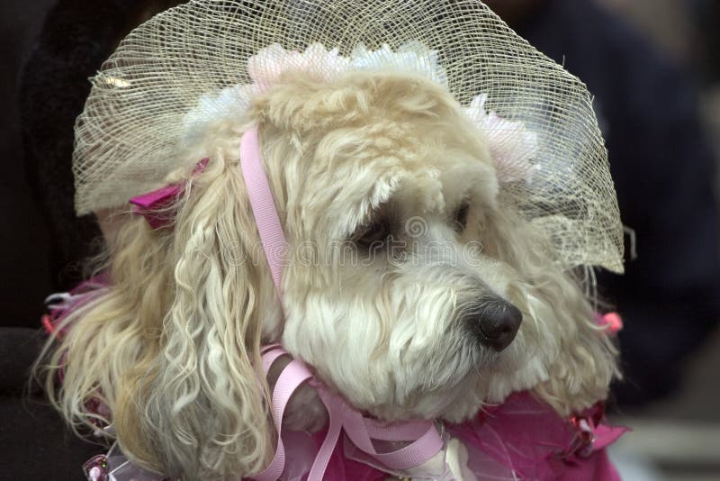 Lady Dog stock image. Image of face, cute, pets, fancy, fashion 91273