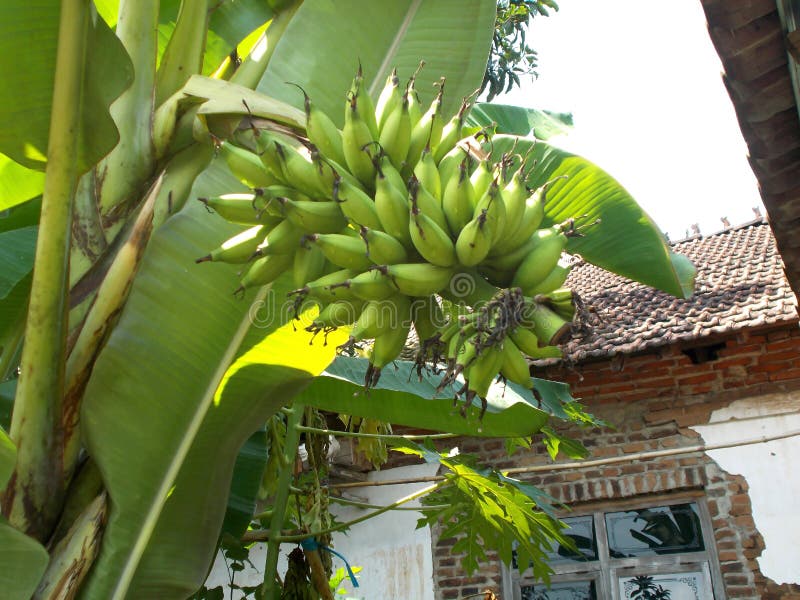 Lady Finger Banana or Small Banana Fruit at the Tree Stock Image